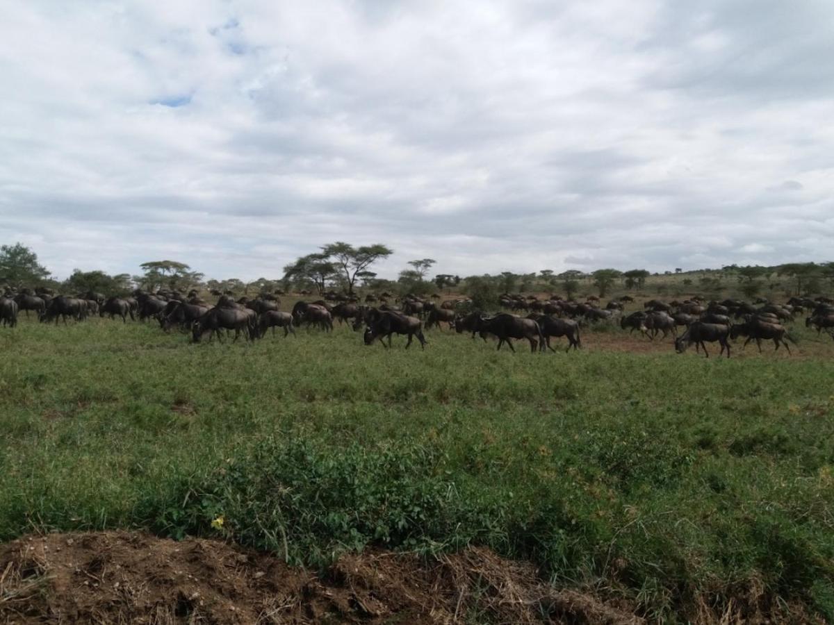 Seronera Wildlife Lodge Serengeti Exteriér fotografie